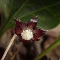 Trichopus zeylanicus Gaertn.